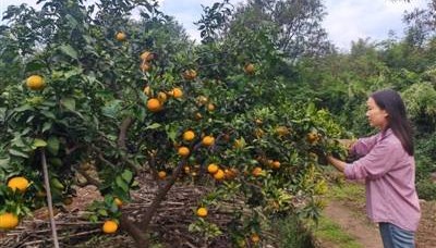 “退出600余微信群” 裸辞回乡创业一年 她收获了啥?