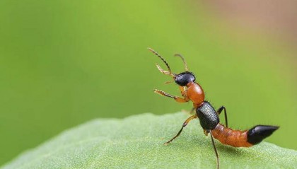 “飞行的硫酸”,来了