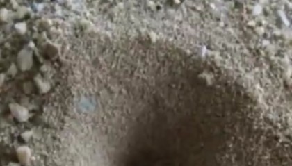 农村以前很常见的几种动物,现在都很难看到了,你认识吗?