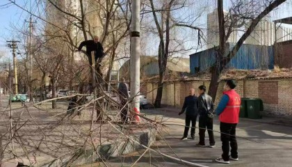 山西太原:大风吹断树枝 网格员及时除隐患