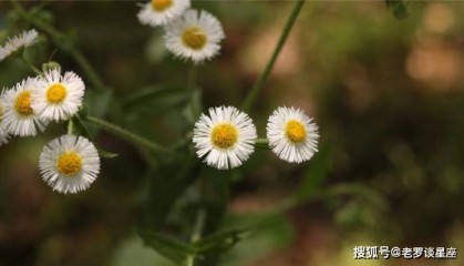 哪三生肖运气最好?在贵人的帮助下,他们会赚很多钱,并且无法阻止他们的幸福