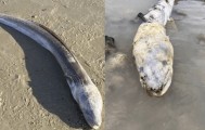 英国海边出现巨型“海怪”，当地居民：像外星生物