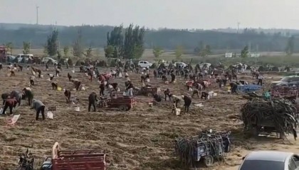 数百人冲进地里捡红薯，田主称是秋收剩下的，网友：免费翻地，利人利己