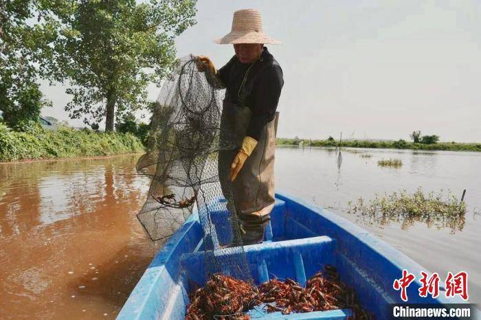 走进南昌千亩小龙虾养殖基地：特色产业打造兴村富民新路子