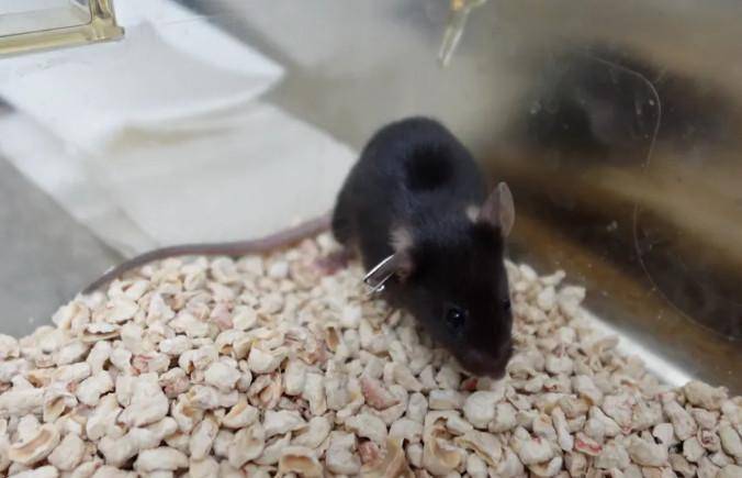 为4只“太空小鼠”取名，网友：从从、容容、游刃、有余……